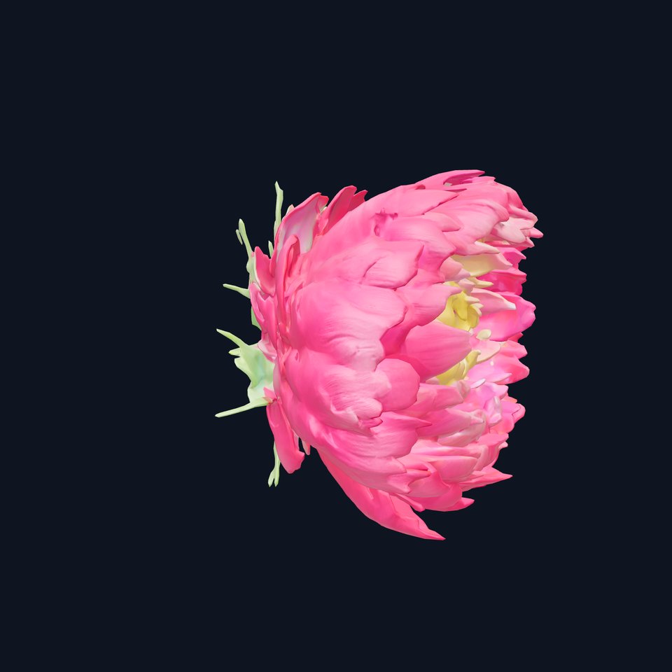 Ranunculus Flower Detailed Sculpture model pack